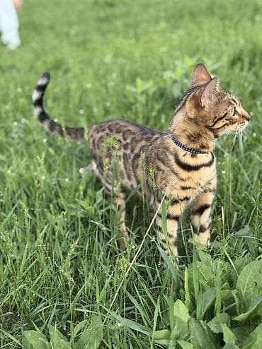 fermer kg: 🐾 Ищем кота для вязки 🐾 Бенгальская красавица ищет породистого кота — 4