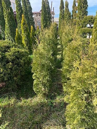 Саженцы деревьев: Туи