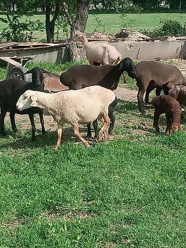 самый лучший сильный умный собака: Продаю | Овца (самка) | Эдильбаевская | Для разведения | Матка — 8