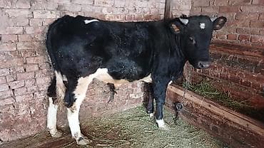 животные ош: Продаю | Бык (самец) | Полукровка | На откорм | Привязанные — 1