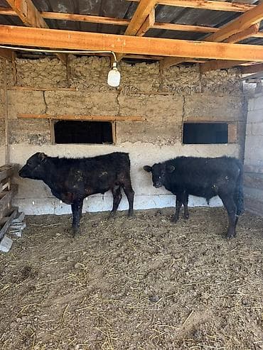 ит ош итер: Продаю | Бык (самец) | На откорм — 2