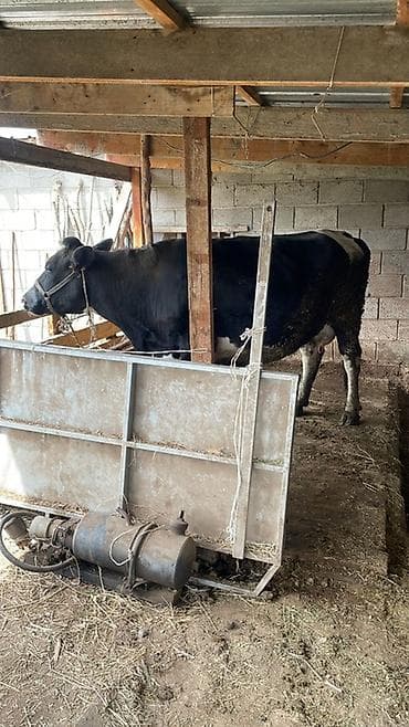 самый лучший сильный умный собака: Продаю | Корова (самка) | Для молока | Привязанные — 1