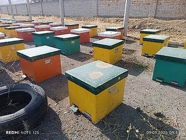 Ветеринар кызматы: Бал челектер сатылат аарысы менен парода карника 10 рамкалык корпусной — 1