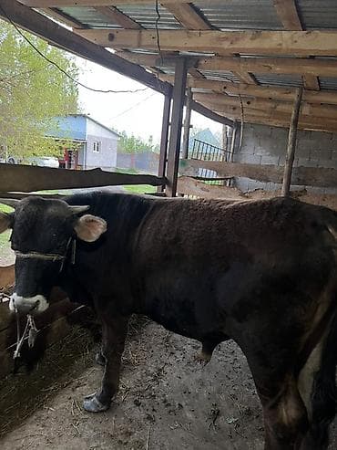 молочная карова: Продаю | Бык (самец) | На откорм | Привязанные — 2