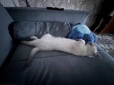 лоток для котов: Скотиш Страйт (Шотландская прямоухая), 6 месяцев, Мальчик, Приучена к лотку — 6