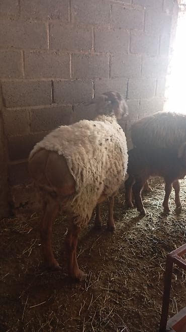 Продаю | Овца (самка) | Полукровка | На забой, Для разведения | Ярка