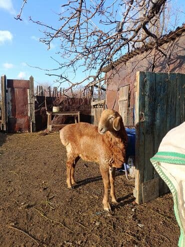 на ферме есть куры козлы и коровы: Продаю | Баран (самец) | Арашан | Для разведения — 5