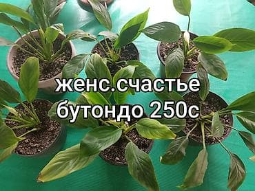 малочай миля: Комнатные и садовые растения в горшках. 1) Замиокулькас (долларовое — 5