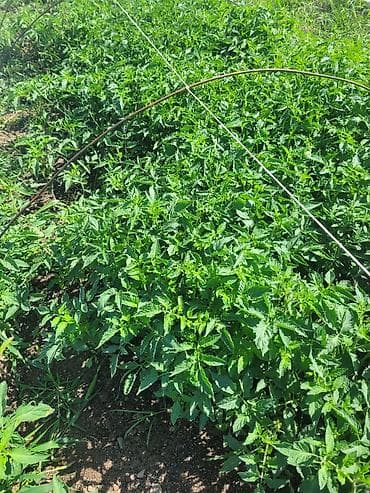 продам сахар: Рассада овощных культур открытого грунта - Перец сладкий (фото 1) — 3