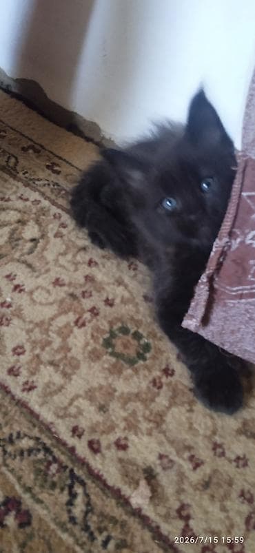 Үй жаныбарлары: Чёрный бриллиант🥰! Продается Котик Мейн-Кун❤️ окрас черный солид от — 8