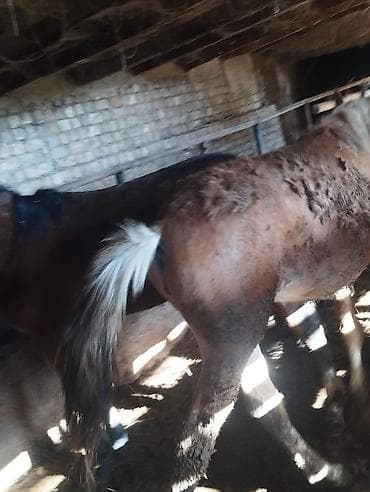 Айыл-чарба жаныбарлары: Сатам | Тай | Жумушка | Асыл тукумдуу — 4