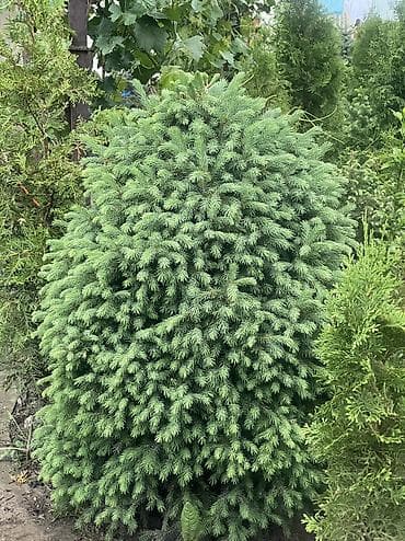 купить самшит: Все виды хвойных растений🌲 •Голубые, зелёные, тянь-шаньские ели •Туи — 3
