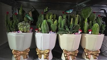 опоры для цветов: Каллигенусный кактус (Chamaecereus silvestrii, «арахисовый кактус» — 10