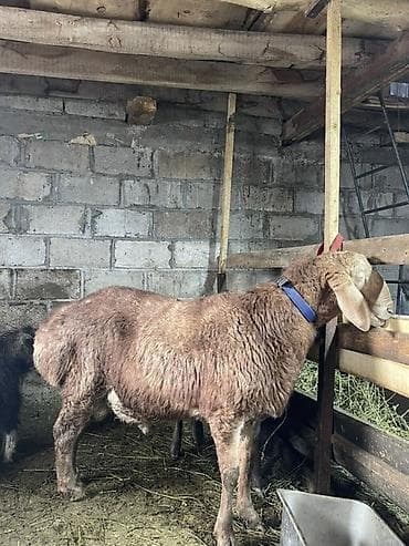 арзан ат: Продаю | Баран (самец) | Арашан | Для разведения | Племенные — 2