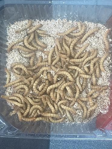 для животных: Живые личинки мучного червя (Tenebrio molitor) — питательный корм для — 5