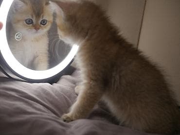 scottish fold: Скотиш Страйт (Шотландская прямоухая), 3 месяца, Девочка, Золотая шиншилла — 4
