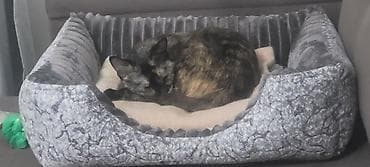 Продажа кошек: Кошка даром: Беспородная, 8 месяцев, Девочка, Приучена к лотку — 3