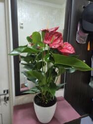 кастрюля большая: Спатифиллум (Spathiphyllum) в декоративном кашпо - Крупный, густой — 7