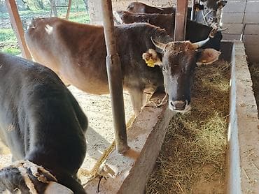 голштинская корова: Продаю | Корова (самка) | Полукровка | Для молока | Привязанные — 9