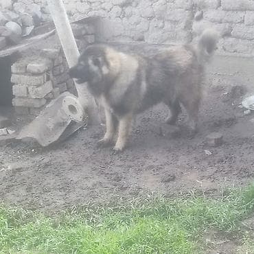 хаски маламут: Кавказская овчарка с документами - Порода: кавказская овчарка — 2