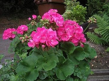 Дом и сад: Пеларгония (герань) зональная, махровая, ярко‑фуксия - Компактный — 3