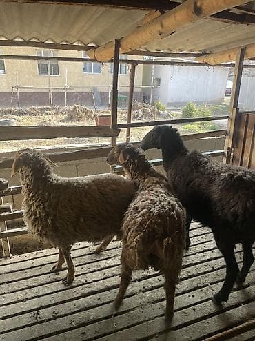 бараны самки: Продаю | Овца (самка) | Для разведения | Племенные — 6