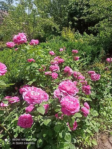 Саженцы для сада: розы, хризантемы и чёрная смородина - Розы садовые