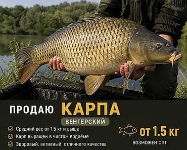 18 веши: Живая рыба из чистых водоёмов. Карп венгерский: - Средний вес от 1.5 — 1