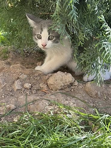 купить кошку манчкин: Кошка даром: Беспородная, 2 месяца, Мальчик, Приучена к лотку — 2