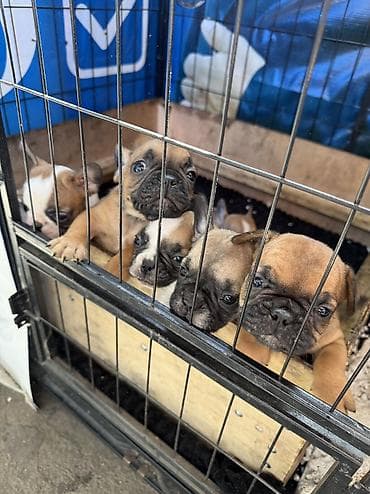 собака ротвейлер: Открыта бронь на щенков французского бульдога. - Порода: французский — 1