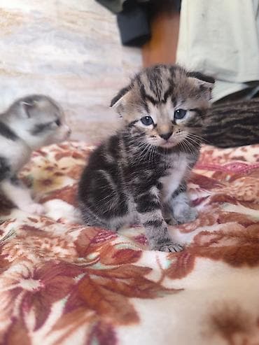 свинкс кот: Продам котят !!! порода - скотиш фолд котята чистокровные, все — 7