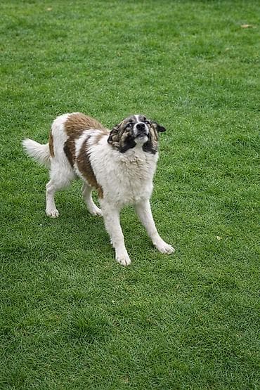домик для собак: Дворняжка, 8 месяцев, Самец — 2