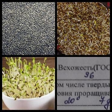 Семена кормовых растений: Люцерна at lalafo.kg Семена кормовых растений: Люцерна