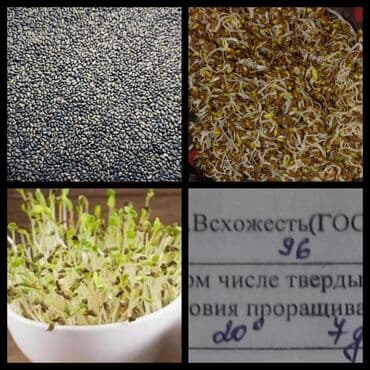 опрыскиватель садовый бишкек: Семена кормовых растений: Люцерна — 1