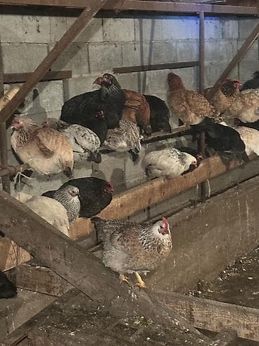 индюк бишкек: Домашние куры и петухи 80 кур и 100 петухов — 8