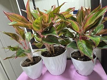 стойки вертикальные для растений: Полка, этажерка для цветов, Новый, Железо, Самовывоз — 10