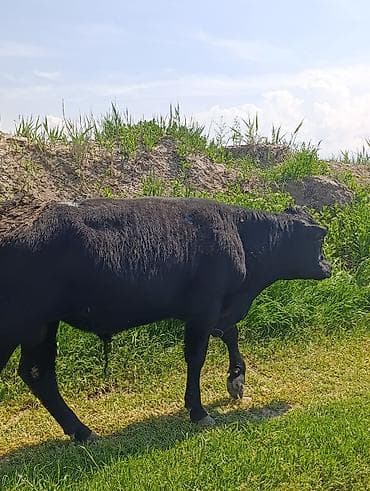 айрширская корова купить: Продаю | Бык (самец) | Аулиекольская | На откорм | Племенные — 4
