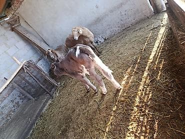 скот продаю: Теленок, серо-белый, с яркими белыми отметинами на лбу и ногах — 6