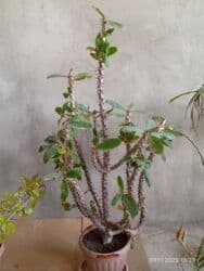 растени: Распродажа комнатных цветов! Цены от 350с.!!! — 4