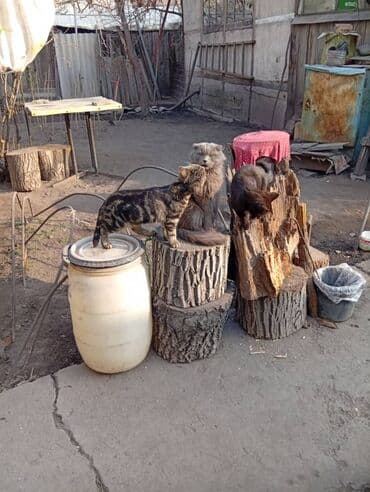 шотландская вислоухая длинношерстная кошка: 3 месяца, Мальчик — 8