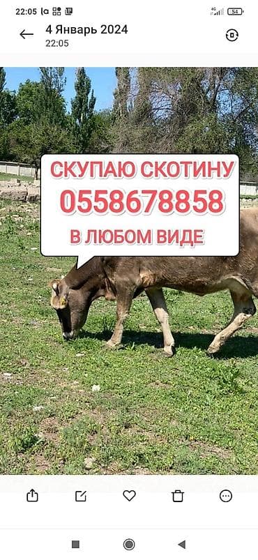живой корм: Частное лицо, Колбасный цех : Коровы, быки, Лошади, кони, | Круглосуточно, Любое состояние, Забитый — 1