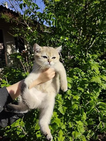 ит мышык: Британ кыска жүндүү, 2 айлык, Ургаачы, Алтын шиншилла, Лотокко барууга үйрөтүлгөн — 1