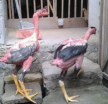 продам курей: Продаю | Петух | Бойцовая | Для разведения — 6