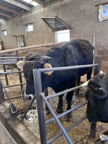 охотничий собак: Продаю | Бык (самец) | Для разведения — 4