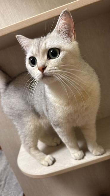 Мышыктар: Одтам в добрые руки Британская /шотландская (короткошёрстная типаж) — 1