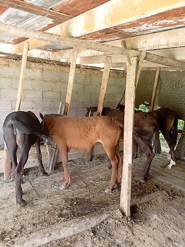 кошка джалал абад: Продаю | Кобыла (самка) | На забой, Для разведения — 6