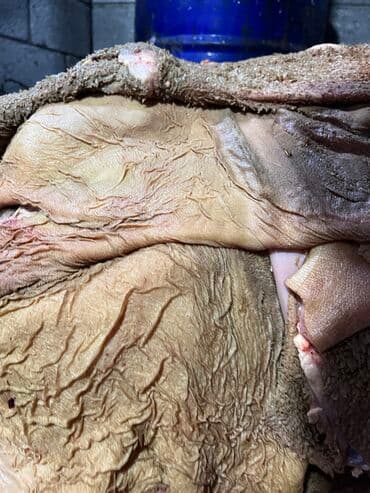 кормушка для баранов: Ниже рыночной стоимости Для собак обрезь,Трибуха. Селезёнки. Лёгкие — 3