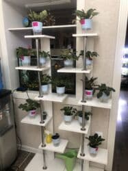 арпа продаю: Продаю фиалки! Срезанный лист 30 сом! Набор 5 шт 1000 с! Вся — 11