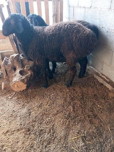 Другие животные: Продаю | Овца (самка) | Для разведения — 2