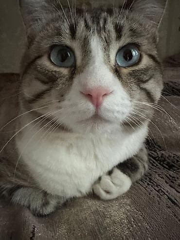 Мышыктар: Жоголгон : Породасыз, Эркек — 1